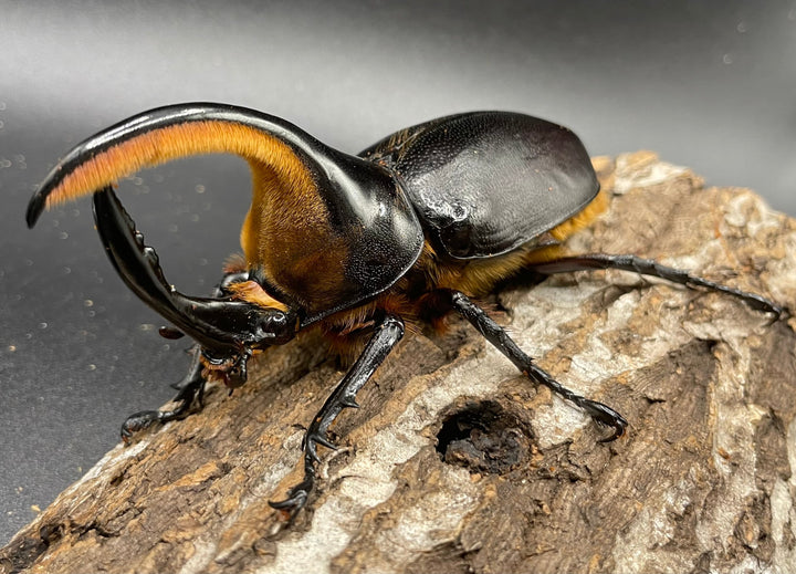 即ブリ《サタンオオカブト 98mm ペア》