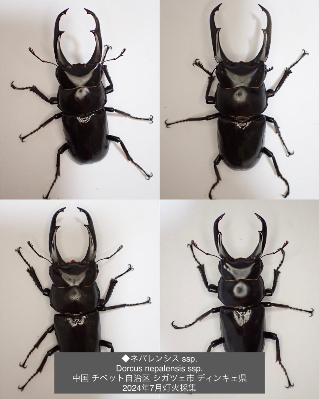 【WD】《ネパレンシス ssp. チベット産 61mm ♂♀♀トリオ》