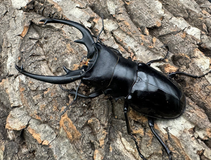 【WD】《インターメディアツヤクワガタ 87mm A'品ペア》