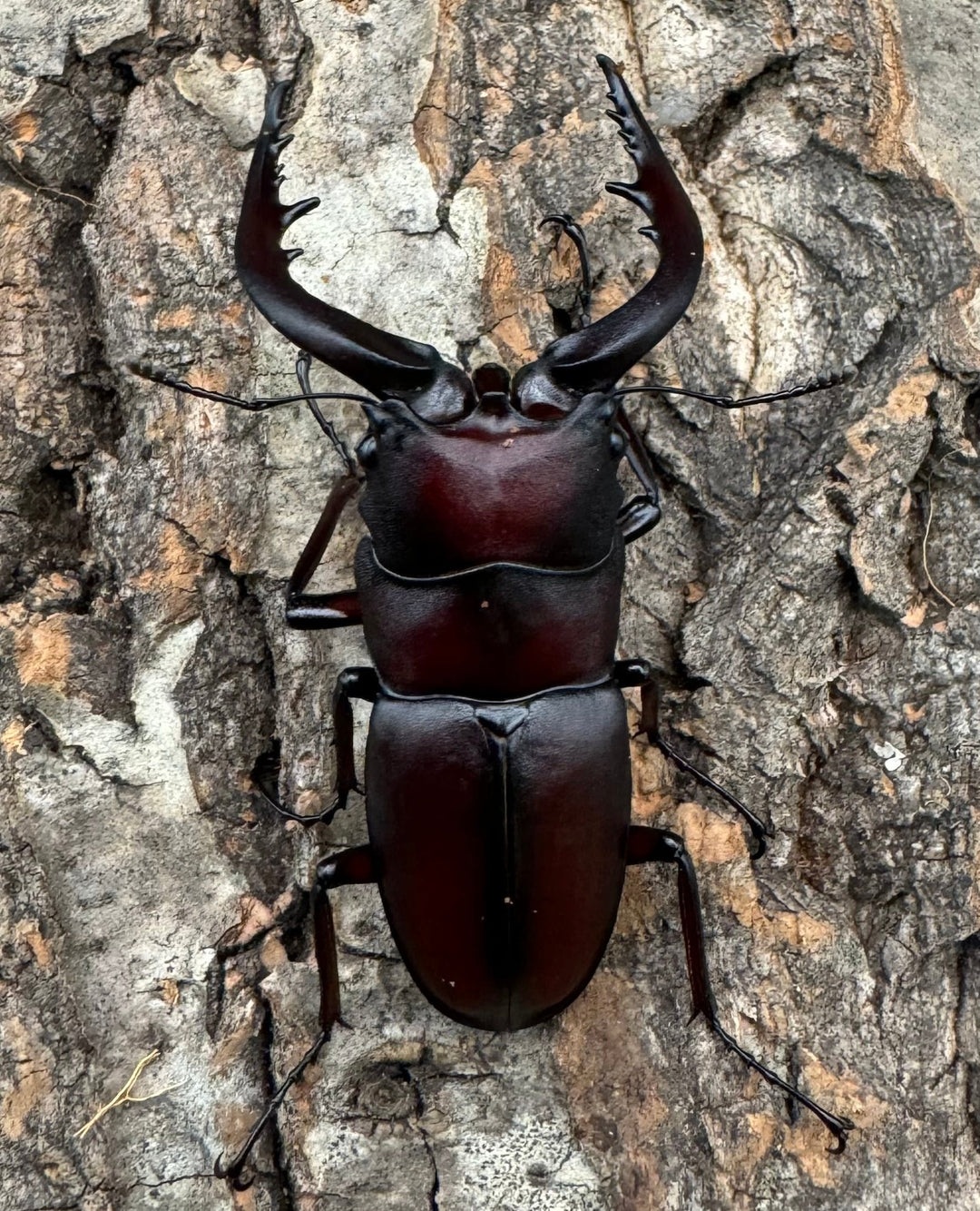 特別特価!!【WD】《ノコギリクワガタ 山梨県産 ペア》