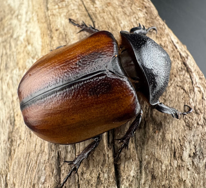 【WD】《スキットゴホンツノカブト 50-55mm前後 ♀単》