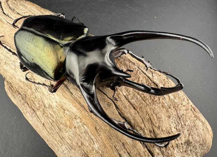 【WD】《ジャワコーカサスオオカブト 114mm A’品ペア》