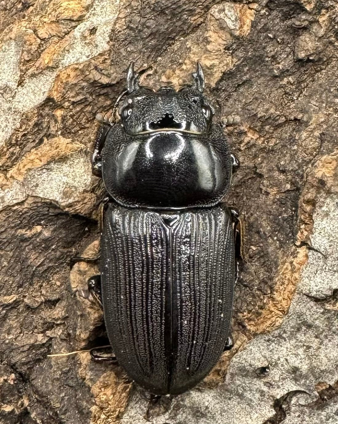 【WD】《ミンダナオパリーオオクワ  ペア》