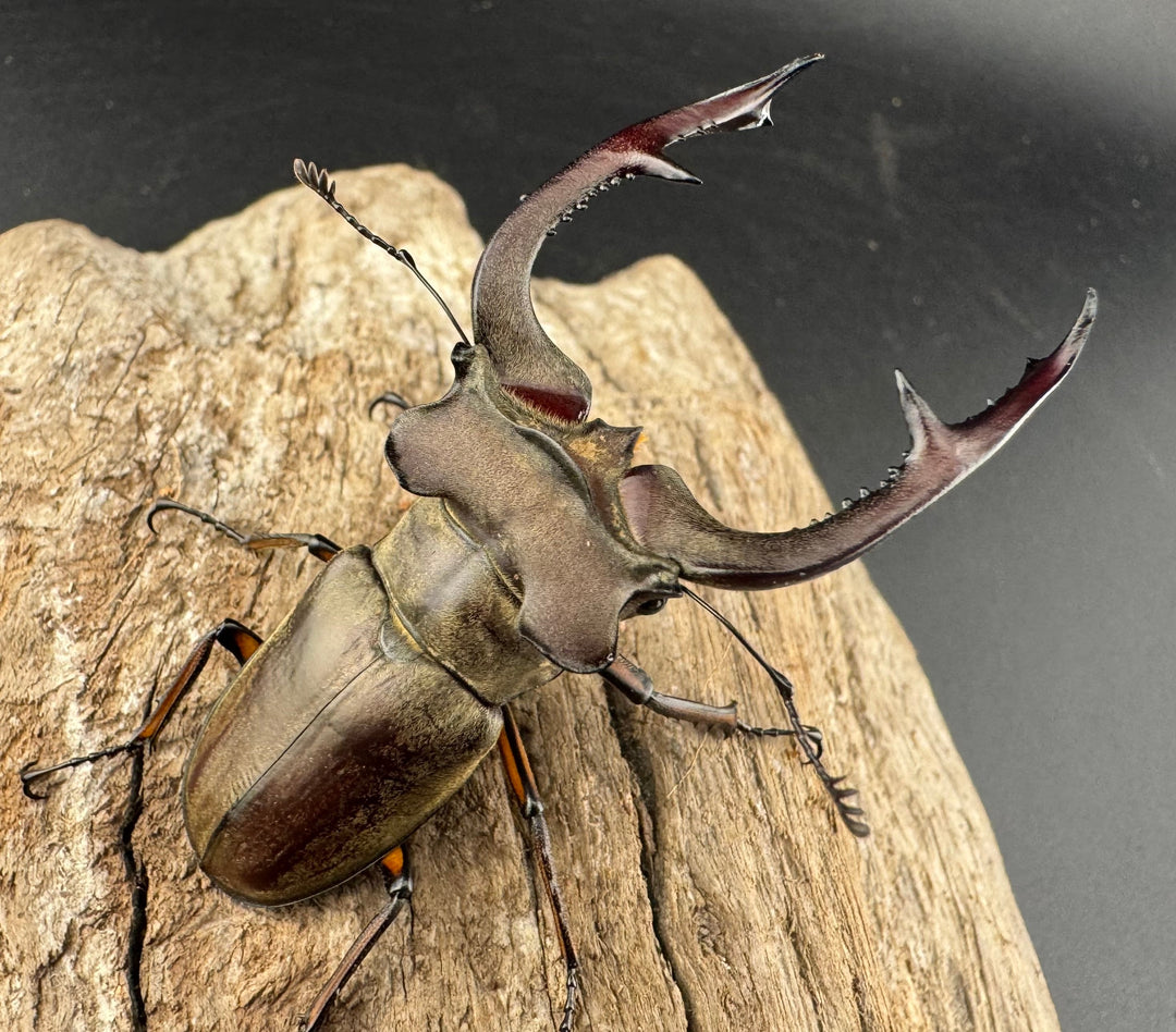 【WD】大型《クラーツミヤマ原名亜種 65mm ペア》①