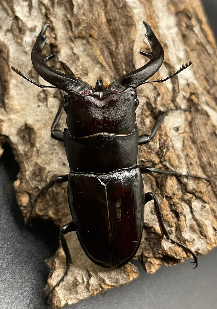 《アマミノコギリ 68mm ペア》