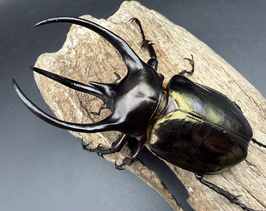 【WD】《ミンダナオアトラスオオカブト マラグサン産 96mm ペア》