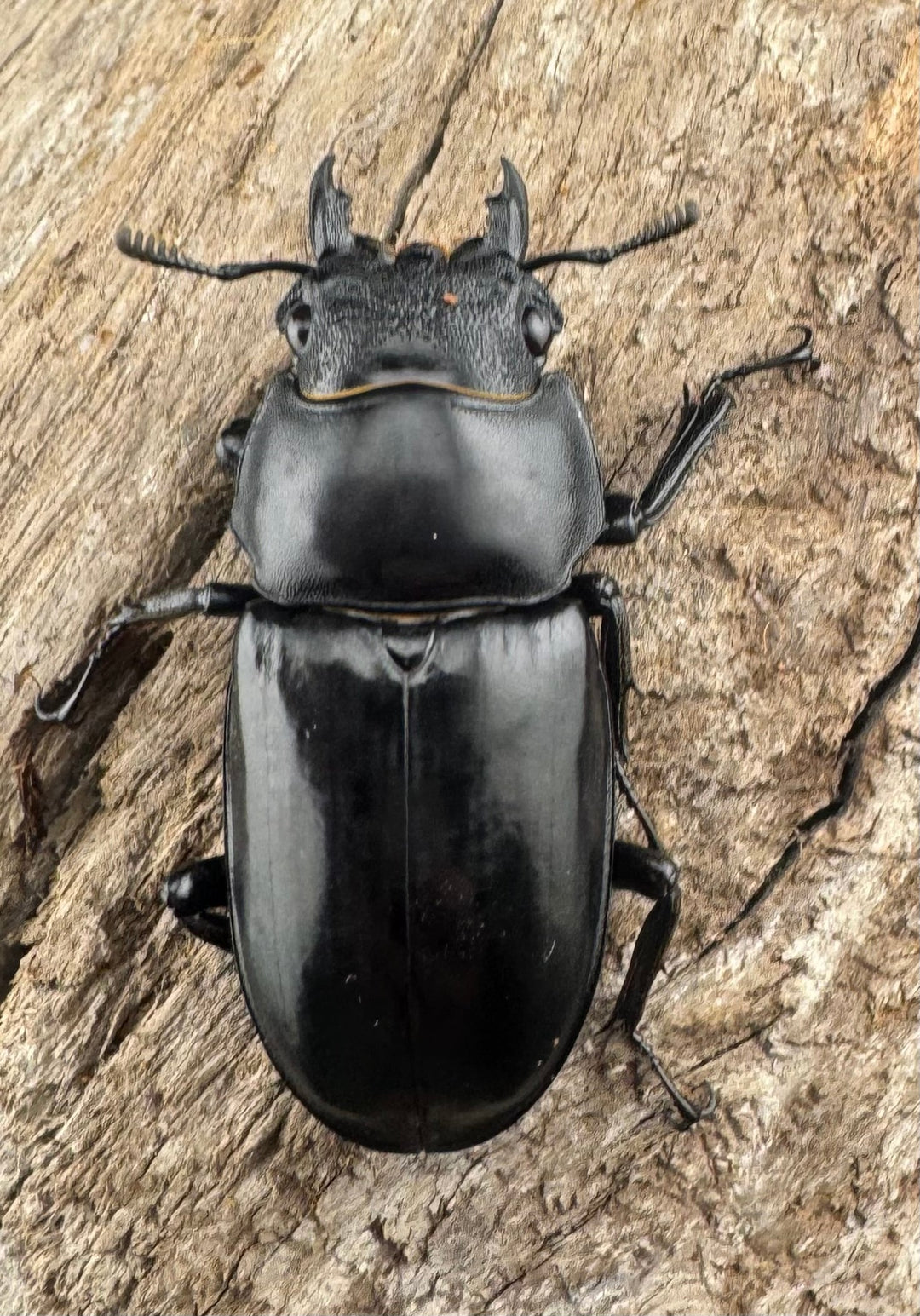 【WD】《セアカフタマタ（パリーフタマタ） 83mm A´品ペア