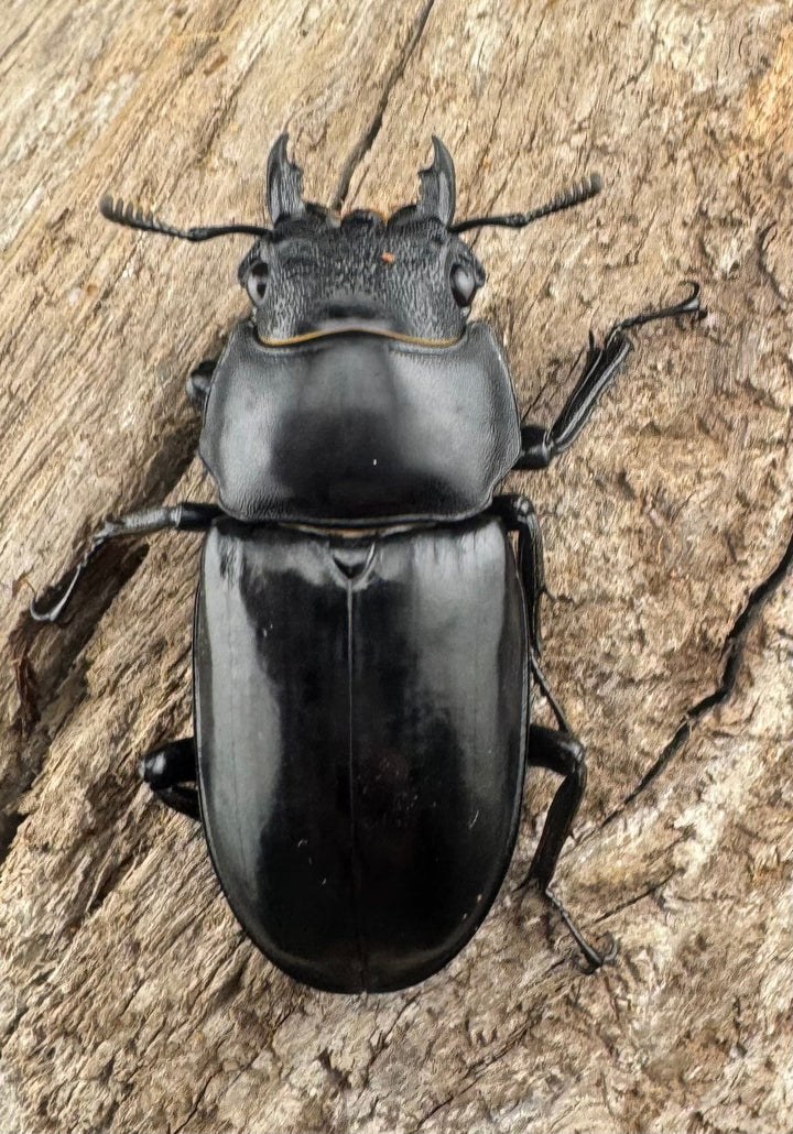 【WD】《セアカフタマタ（パリーフタマタ） 83mm A´品ペア