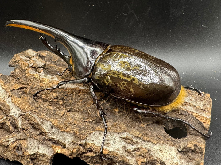 《ヘラクレス・ヘラクレス 122mm ペア》