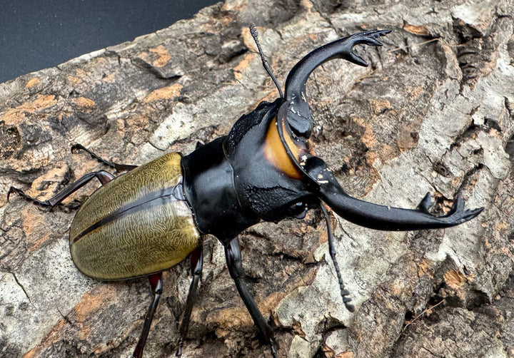 【WD】《ラコダールツヤクワガタ 77.5mm ペア》