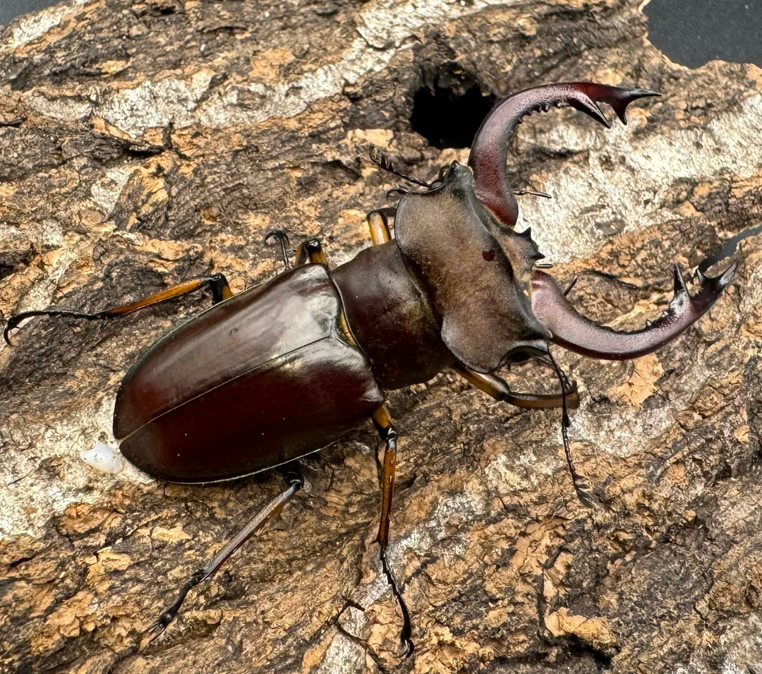 【WD】《フェアメイルミヤマクワガタ 53.5mm B品ペア》