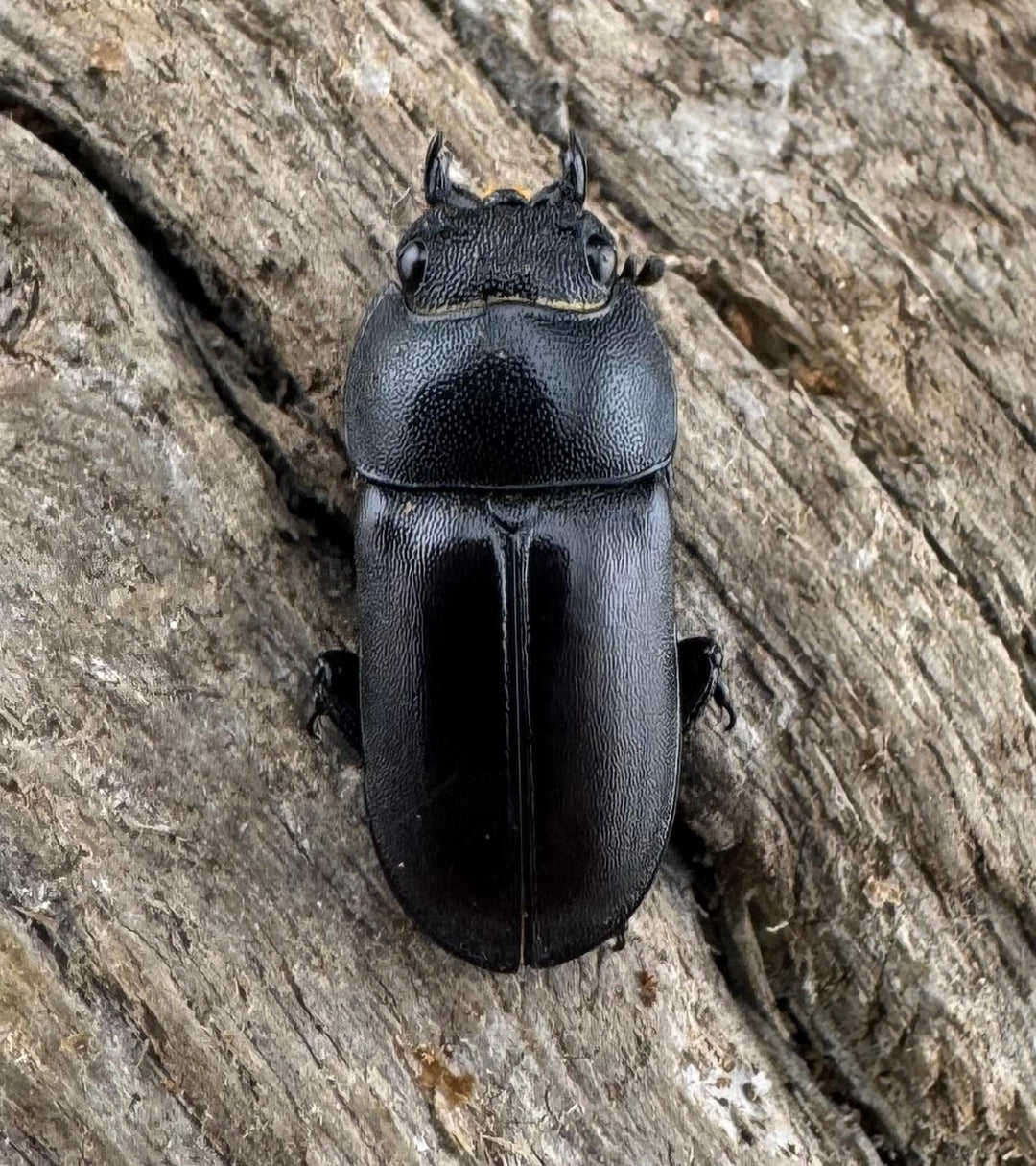 【WD】《セグーコクワガタ 27mm ペア》