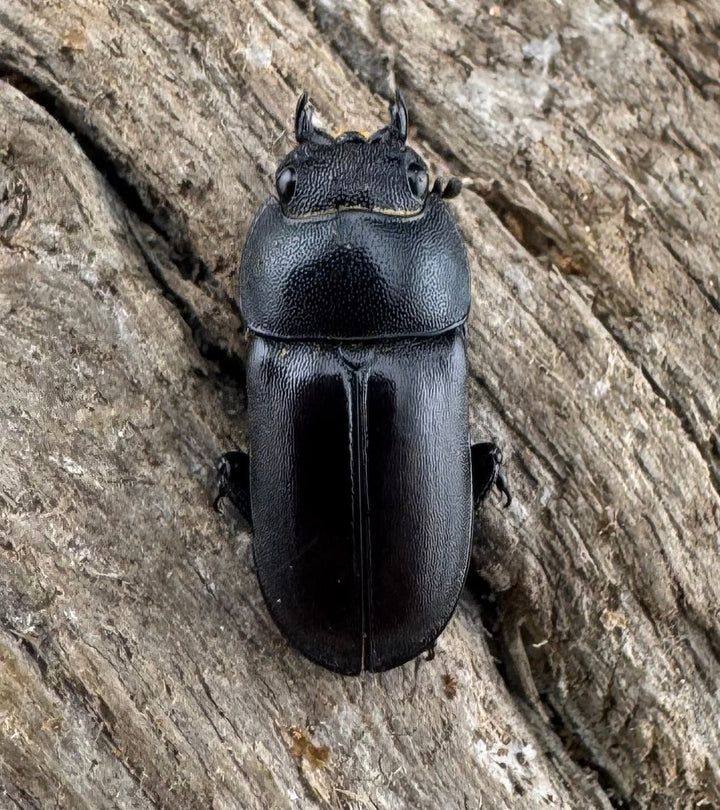 【WD】《セグーコクワガタ 27mm ペア》