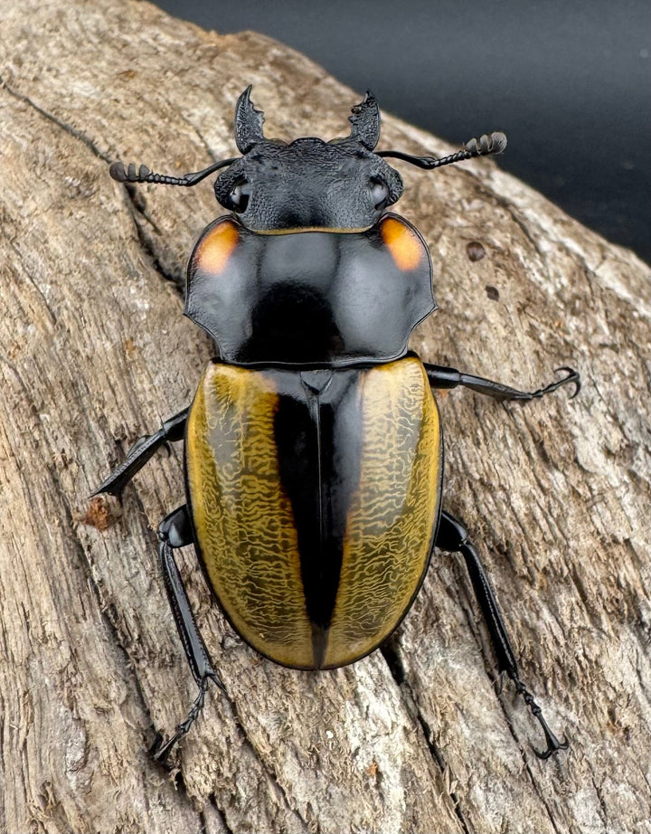 【WD】《ラコダールツヤクワガタ 79.5mm ペア》