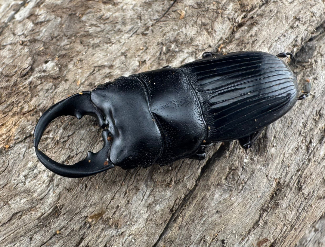 【WD】レア種《ミンダナオネブト 31.5mm ペア》