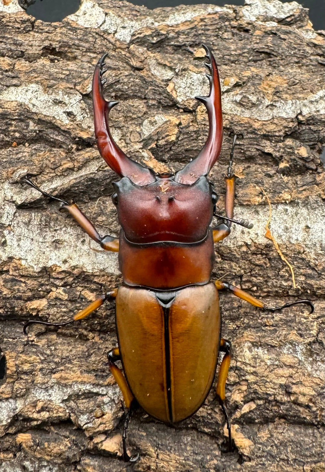 【WD】《アスタコイデスノコギリ 西ジャワ産 66.5mm ペア》