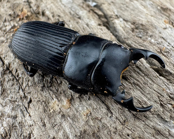 【WD】《ラエビコリスネブトクワガタ 21mm ペア》