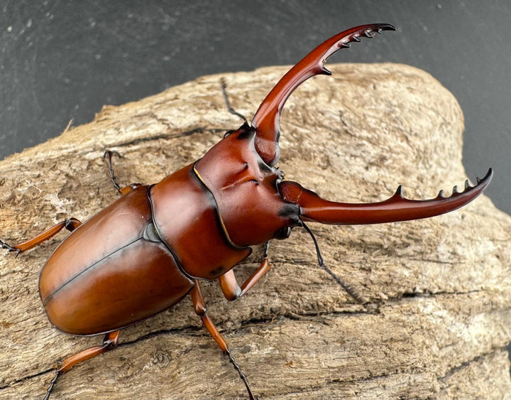 【WD】《アスタコイデス亜種fraternus ベトナム産 60mm ペア》