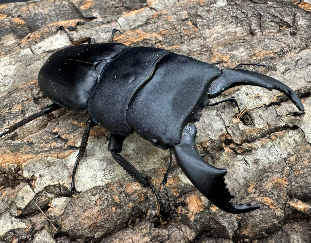 【WD】ショートホーン《スラウェシオオヒラタ 南スラウェシ産 80mm ペア》