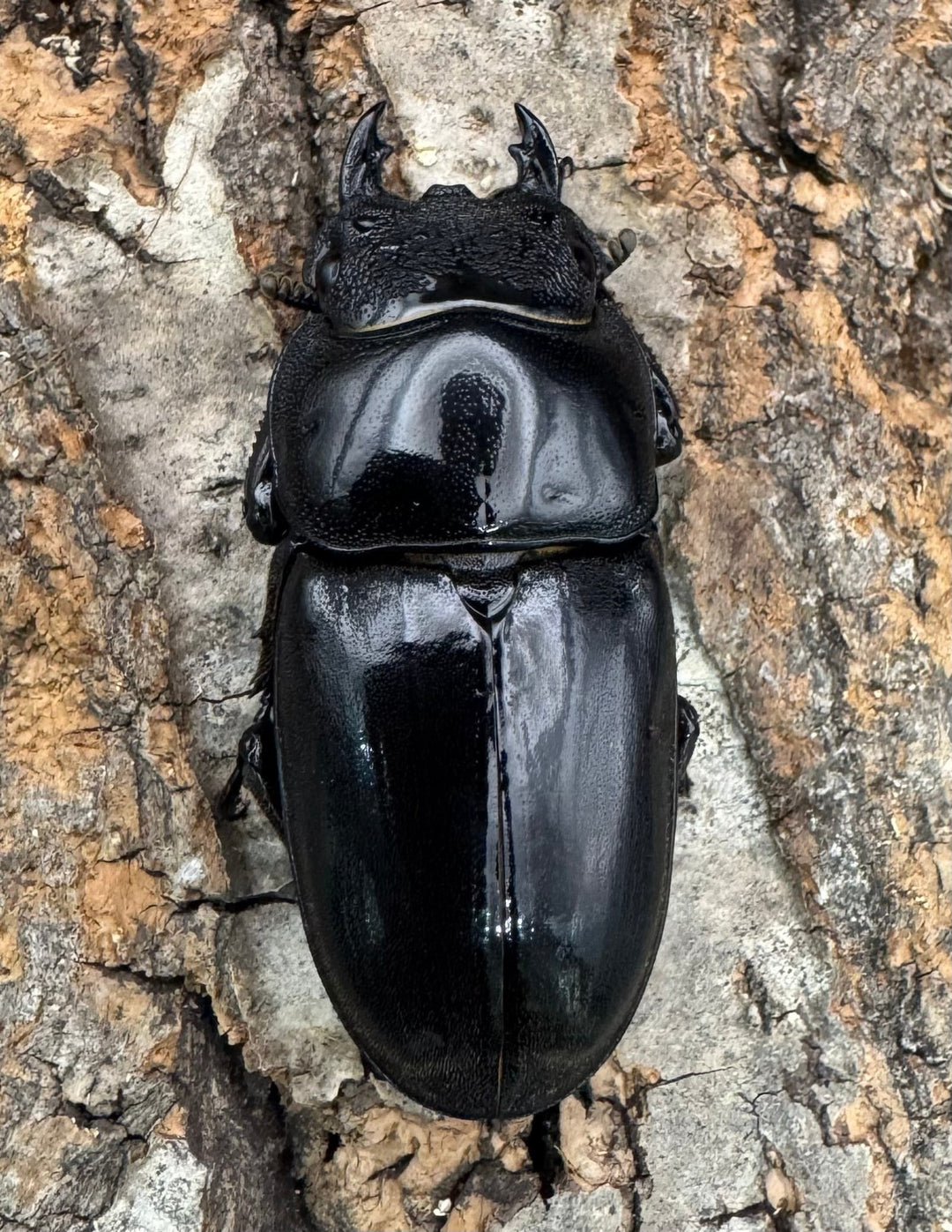 《パラワンオオヒラタクワガタ 106mm ペア》