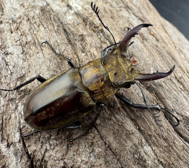 【WD】《デランミヤマクワガタ原名亜種 35mm ペア》