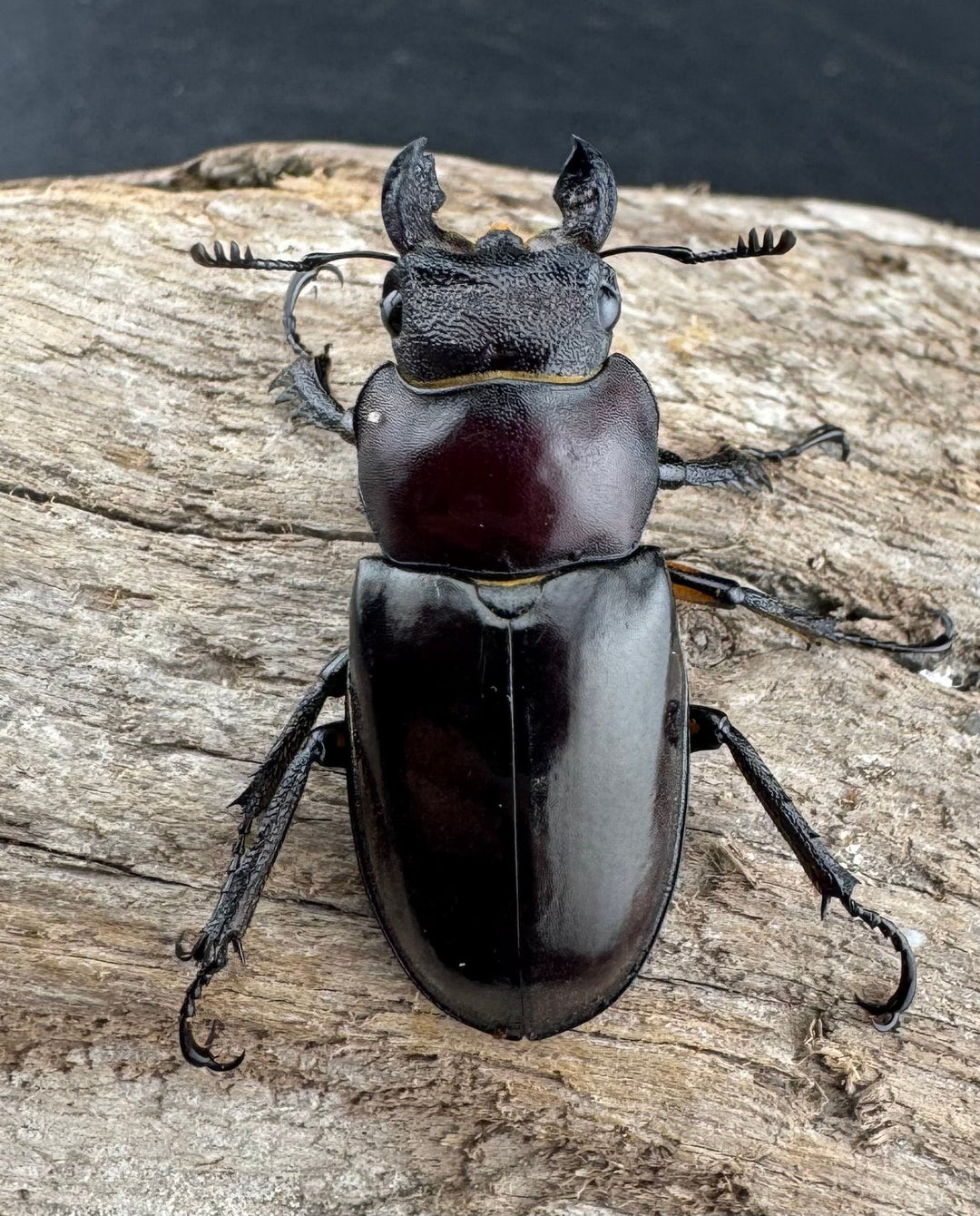 【WD】2018新種記載《ジュシャンミヤマ 58mm ペア》②