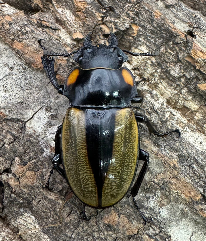 【WD】《ラコダールツヤクワガタ 76mm ペア》