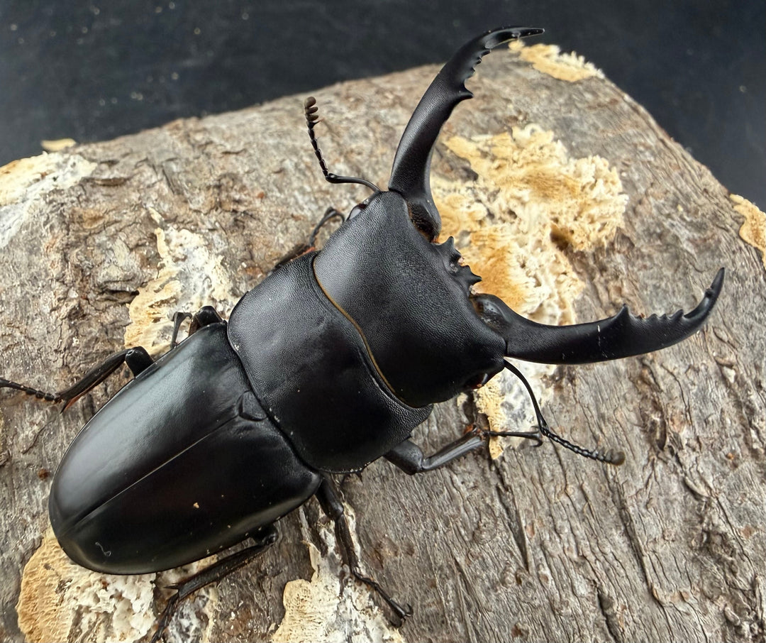 《ウンナンヒラタ 貴州省産 63mm ペア》わたくわ氏ブリード個体