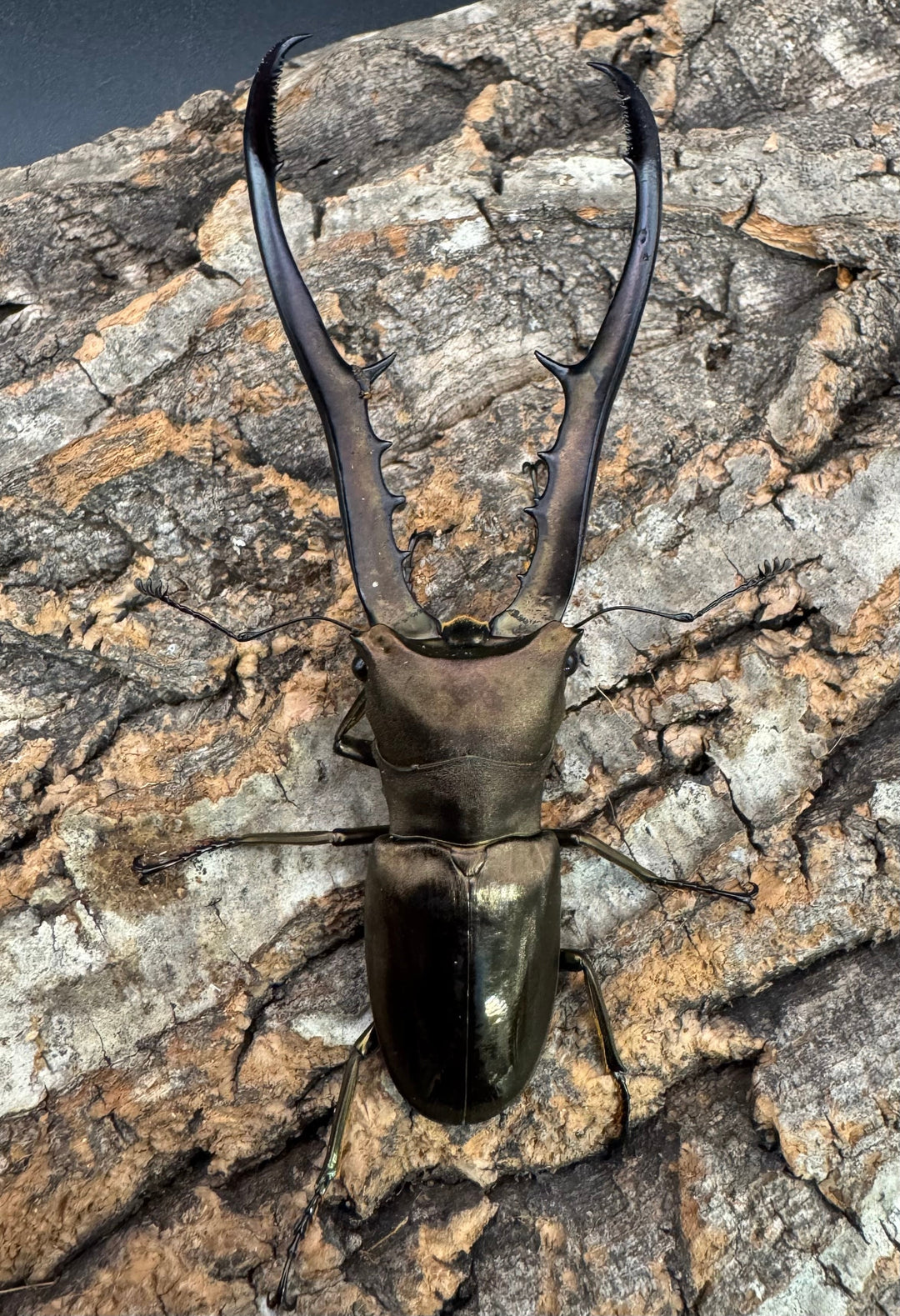 【WD】《メタリフェルホソアカ亜種finae 88.5mm ペア》