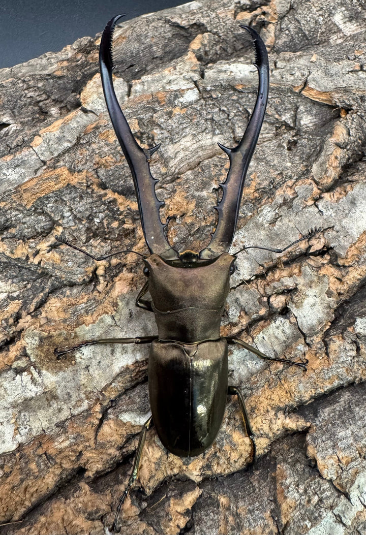 【WD】《メタリフェルホソアカ亜種finae 88.5mm ペア》