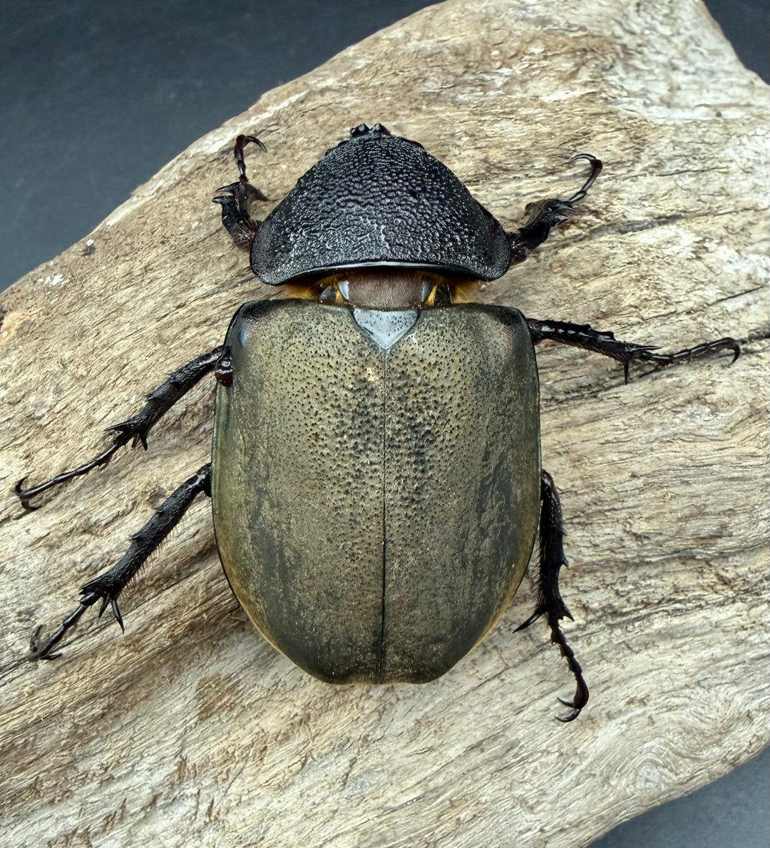 【WD】《ミンダナオアトラスオオカブト マラグサン産 96mm ペア》