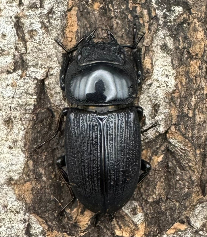 【WD】《ジャワパリーオオクワ 68.5mm ペア》