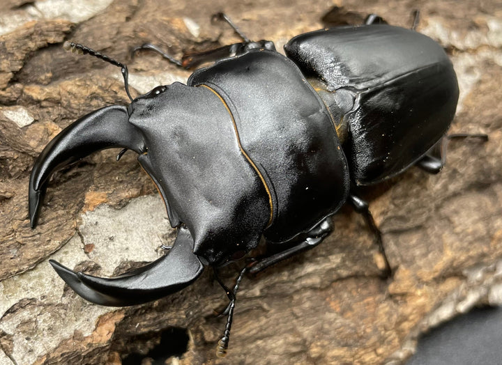 《ホペイオオクワガタ G70血統 76mm ペア》