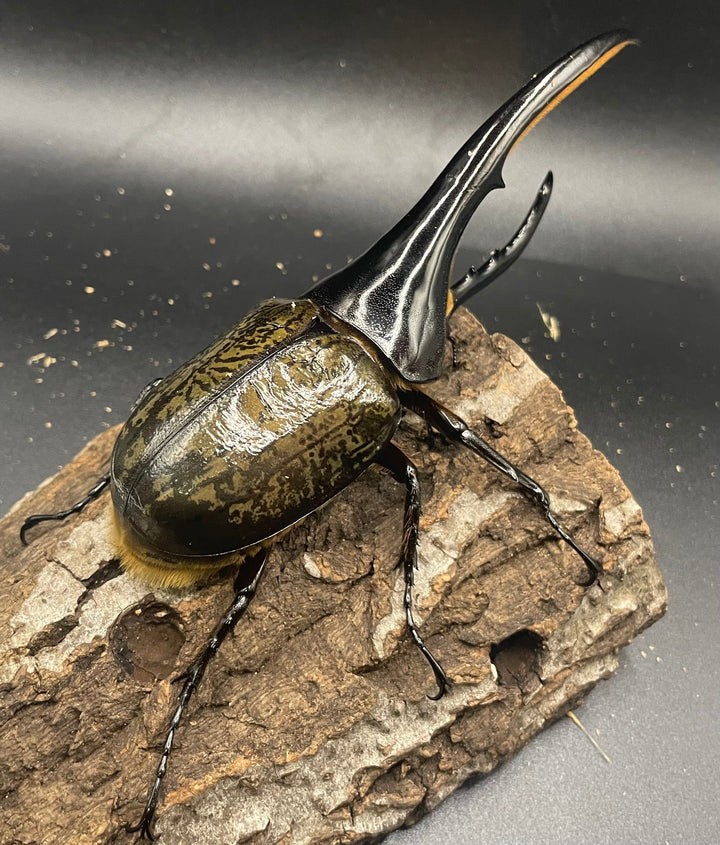 《ヘラクレス・ヘラクレス 145mm ペア》