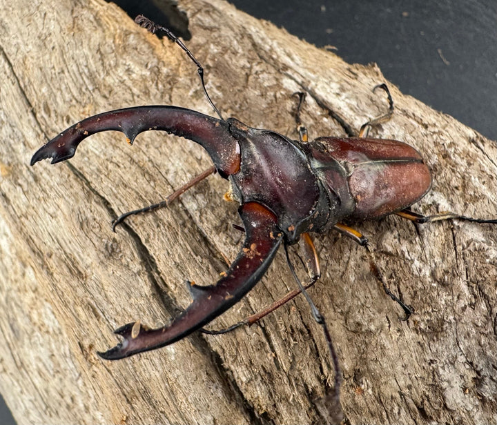 【WD】大型《ズベールホソアカ マラグサン産 52.5mm ペア》