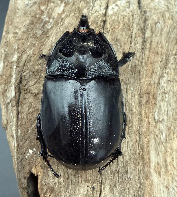 【WD】《オオツノメンガタカブト 69mm ペア》