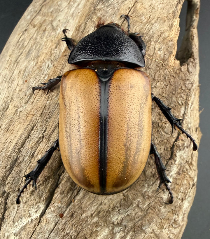 【WD】《ゴホンツノカブト原名亜種 タイ産 85mm ペア》