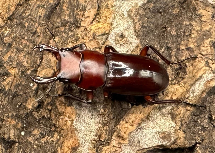 【WD】《モートゥオセスジ原名亜種 ペア》