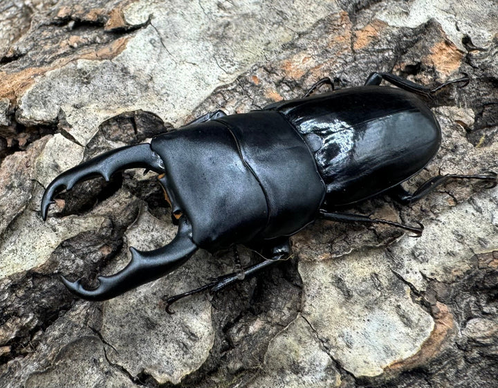 【WD】《ドルクス リンウェンシン 45mm ペア》