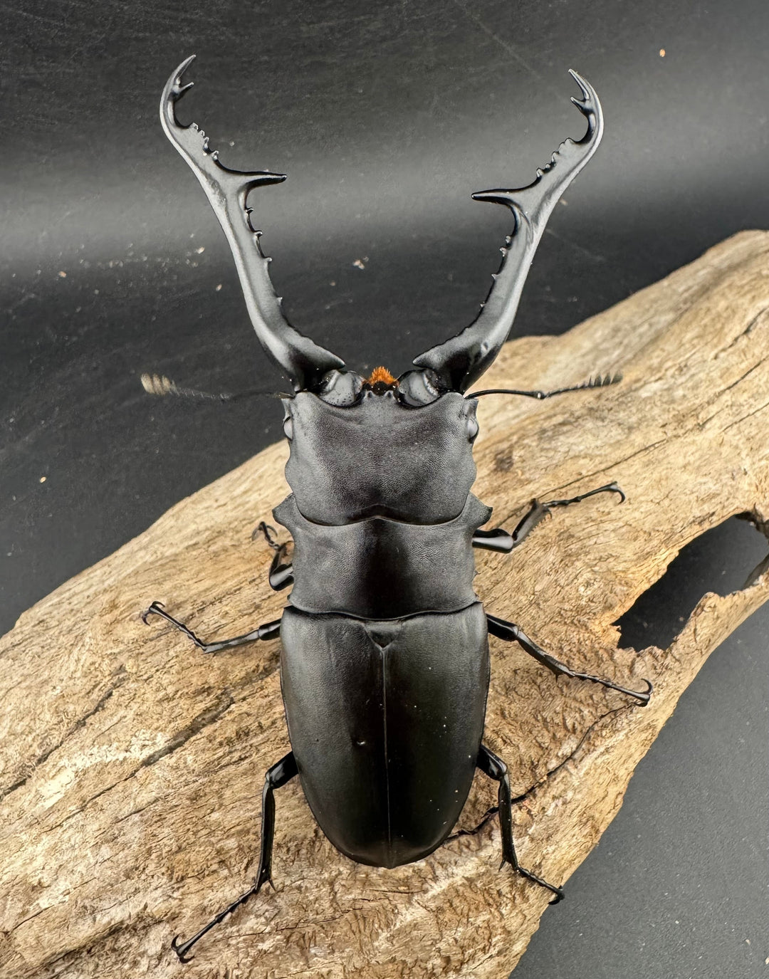 《ギラファノコギリ亜種ケイスケ 109mm ペア》