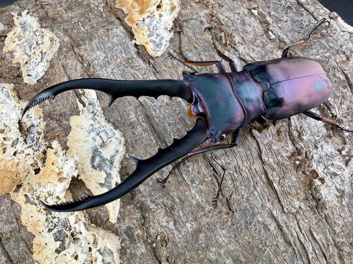 【美麗】《メタリフェルホソアカ亜種フィナエ 70mm ペア》わたくわ氏ブリード個体