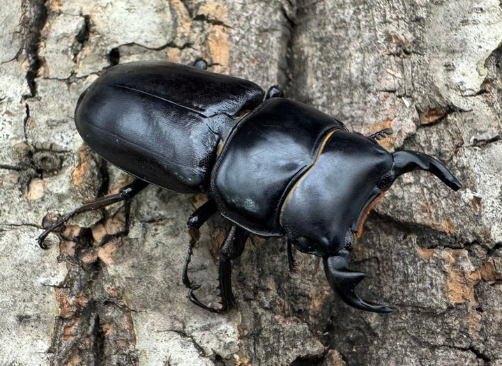 【WD】《ドルクスヤクシャ チベット産 38mm ♂♀♀トリオ》