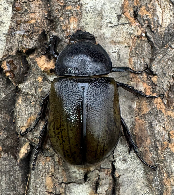 【WF2】《モロンオオカブト 60mm B品ペア》