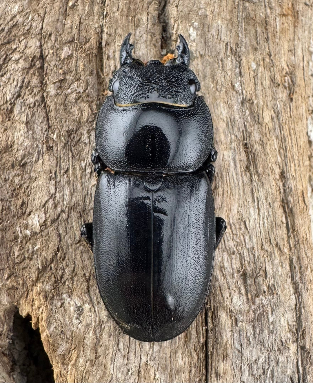 【WD】《マリンドッケヒラタ 82.5mm ペア》