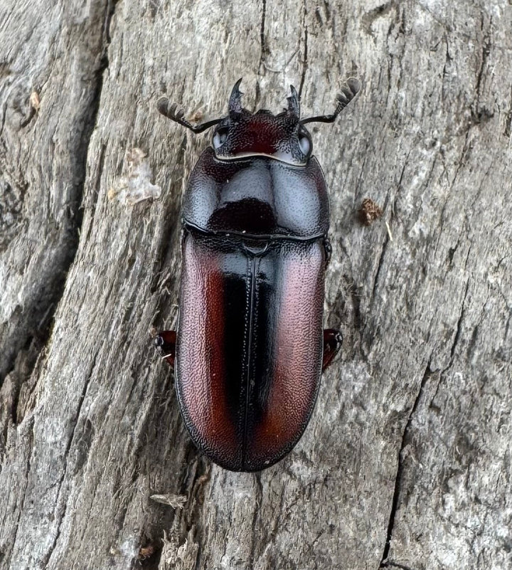 【WD】《プセウダクシスコクワ 21mm ペア》