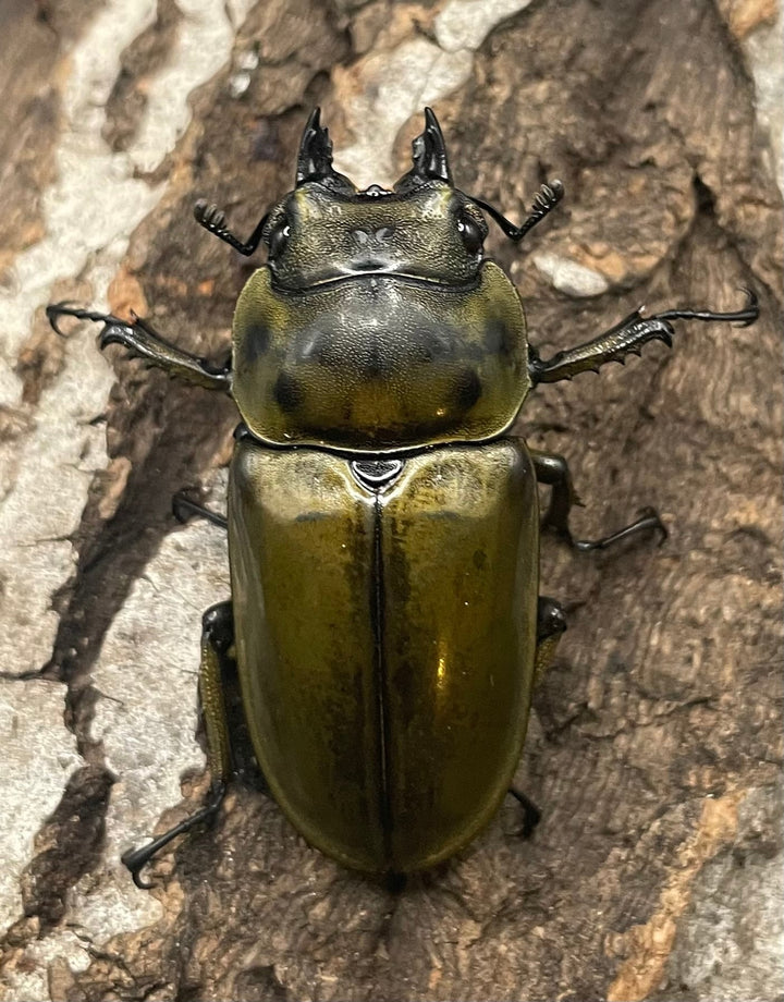 《ババオウゴンオニクワガタ 74.6mm ペア》