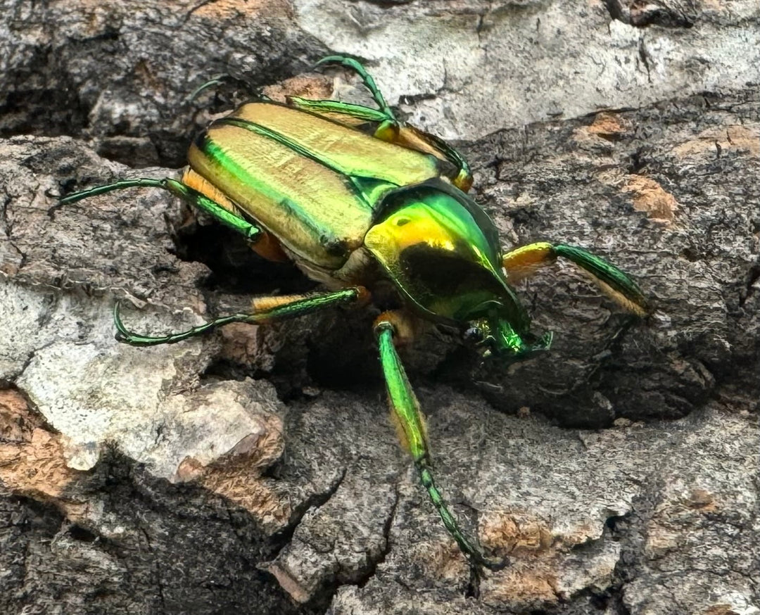 【WD】《ルマウィンヒメカブトハナムグリ ペア》