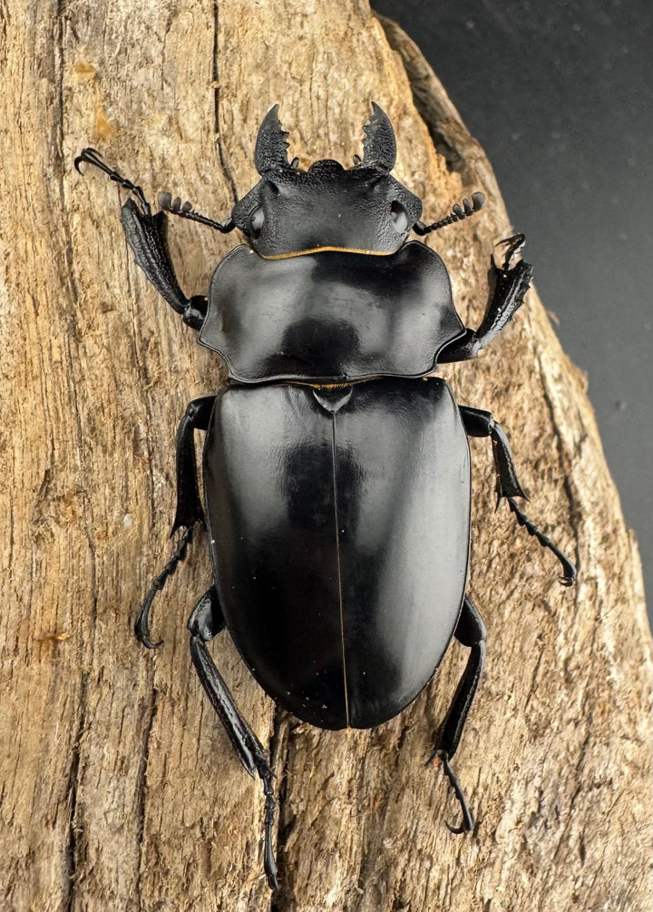 【WD】《ミンダナオアルケスツヤクワガタ 86.5mm ペア》