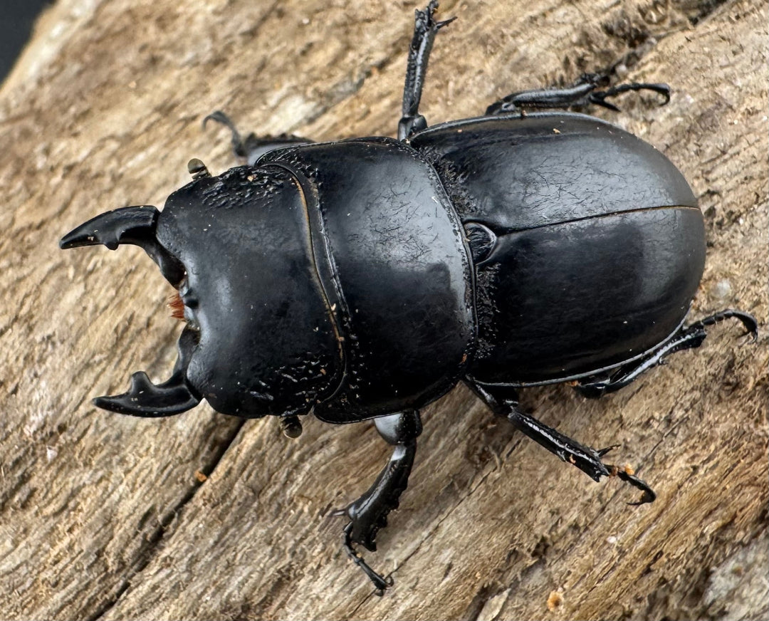 【WD】新産地《ルディテンポラリスニセヒラタ 桂林市産 31.5mm ペア》