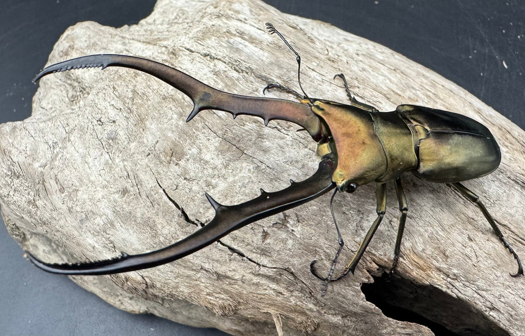 【WD】《メタリフェルホソアカ亜種finae 85mm ペア》